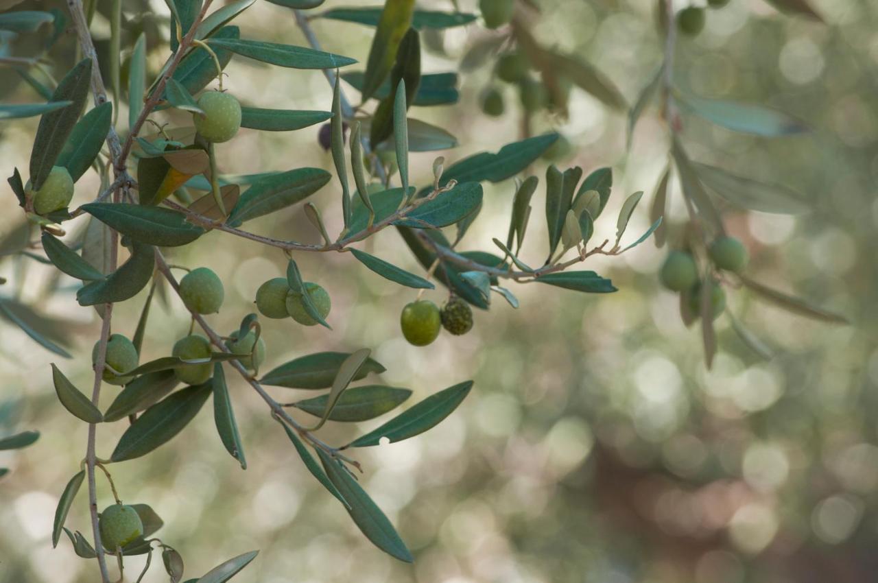 Relais Casina Miregia Ξενοδοχείο Menfi Εξωτερικό φωτογραφία